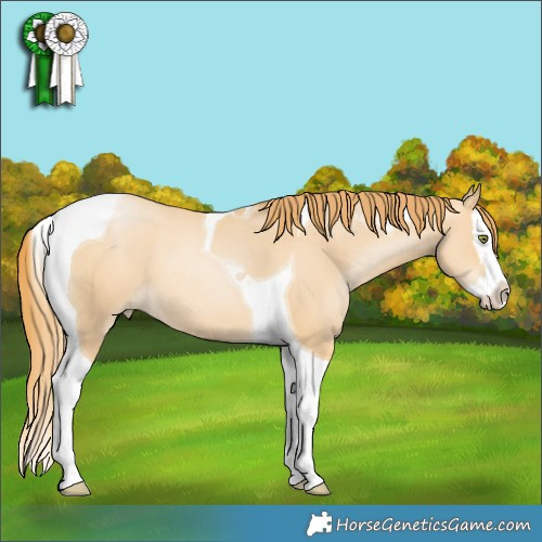 Horse Color:Red Dun Pearl Splash Tobiano 