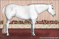 Horse Color:Black Pearl Sabino Splash Tobiano Appaloosa  Brindle