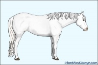 Horse Color:White Spotted Silver Bay Splash Tobiano Appaloosa  Brindle