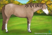 Horse Color:Black Pearl Sabino  Brindle