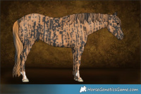 Horse Color:Black  Brindle