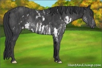 Horse Color:Black Sabino Splash Rabicano  Brindle