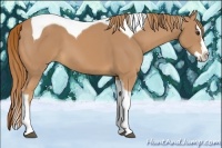 Horse Color:Chestnut Splash Tobiano 