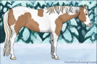 Horse Color:Chestnut Splash Tobiano 