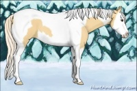 Horse Color:Palomino Splash Tobiano 