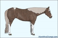 Horse Color:Silver Black Sabino Tobiano Brindle