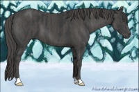 Horse Color:Black  Brindle