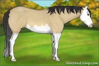 Horse Color:Buckskin Roan Dun Splash 