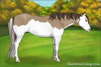 Horse Color:Classic Champagne Splash