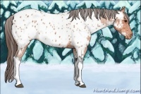 Horse Color:Bay Tobiano Appaloosa 