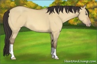Horse Color:Amber Champagne Dun 