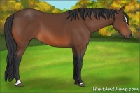Horse Color:Bay Sabino 