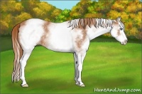 Horse Color:White Spotted Chestnut Splash 