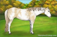 Horse Color:White Spotted Red Dun Splash 