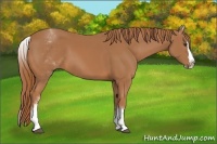 Horse Color:White Spotted Chestnut Splash 