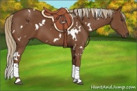 Horse Color:White Spotted Chestnut 