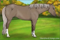 Horse Color:Silver Grullo 