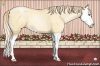 Horse Color:Gold Champagne Pearl Dun Splash