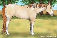 Horse Color:White Spotted Amber Champagne Pearl Splash 