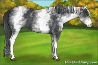 Horse Color:White Spotted Black