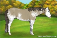 Horse Color:White Spotted Classic Cream Champagne Splash