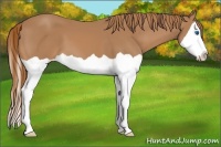 Horse Color:Chestnut Splash 