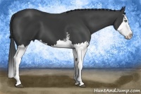 Horse Color:White Spotted Smoky Black Sabino Splash Frame