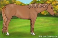 Horse Color:Chestnut Frame