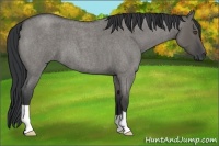 Horse Color:Grullo Roan 