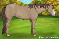 Horse Color:Classic Champagne Splash