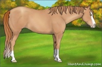 Horse Color:Gold Champagne Splash 
