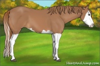 Horse Color:Chestnut Splash 