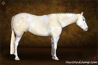 Horse Color:White Spotted Gold Champagne Pearl Dun Sabino Splash