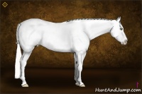 Horse Color:Silver Sable Champagne Pearl Dun Sabino Splash Snowcap