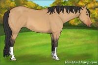 Horse Color:Bay Dun