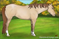 Horse Color:Bay Pearl Dun