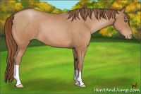 Horse Color:Bay Pearl 