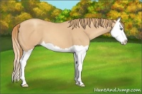 Horse Color:Gold Champagne Splash 