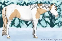 Horse Color:Gold Champagne Splash Tobiano 