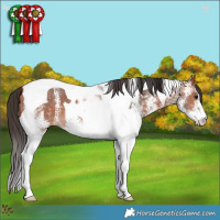 Horse Color:White Spotted Bay Tobiano