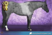 Horse Color:Blue Roan 