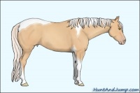 Horse Color:Silver Amber Champagne Tobiano 