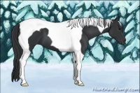 Horse Color:Black Tobiano