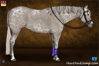 Horse Color:Silver Grullo Ice Sabino 