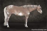 Horse Color:Silver Black Ice Sabino Tobiano Frame 