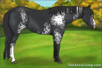 Horse Color:White Spotted Black Splash