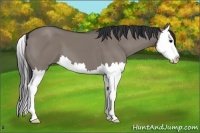 Horse Color:Grullo Sabino Splash