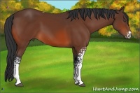 Horse Color:White Spotted Bay