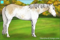 Horse Color:White Spotted Silver Bay Dun