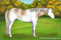 Horse Color:White Spotted Silver Bay Dun 